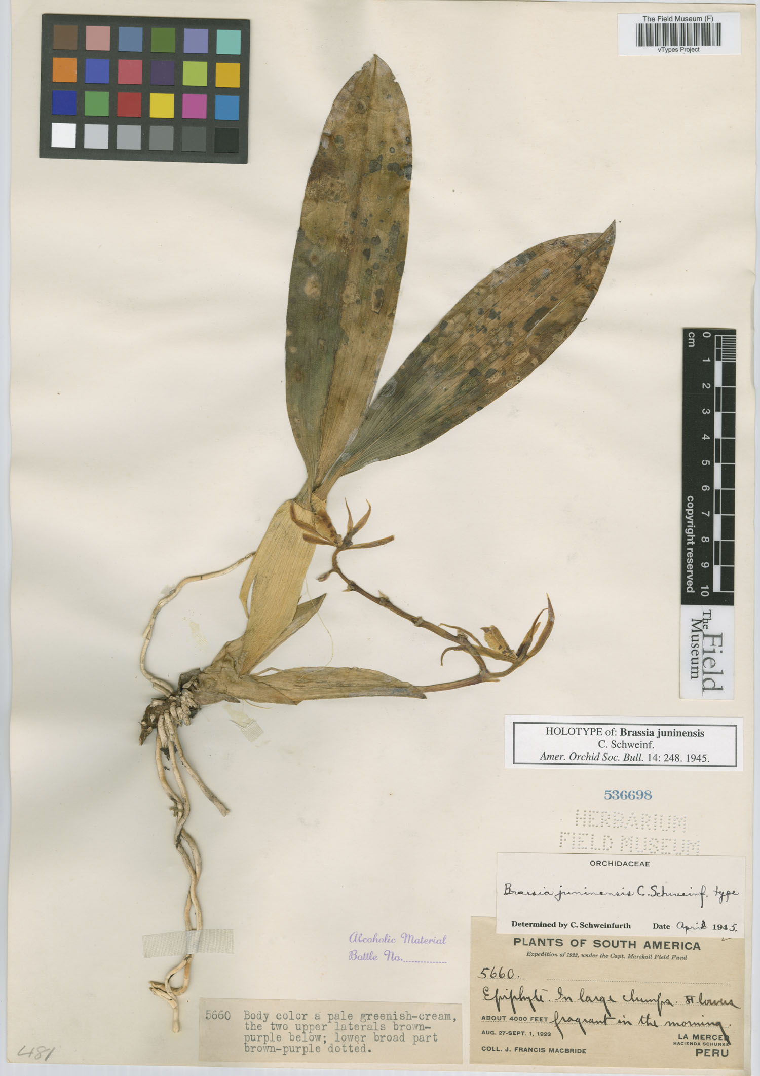 Brassia juninensis image