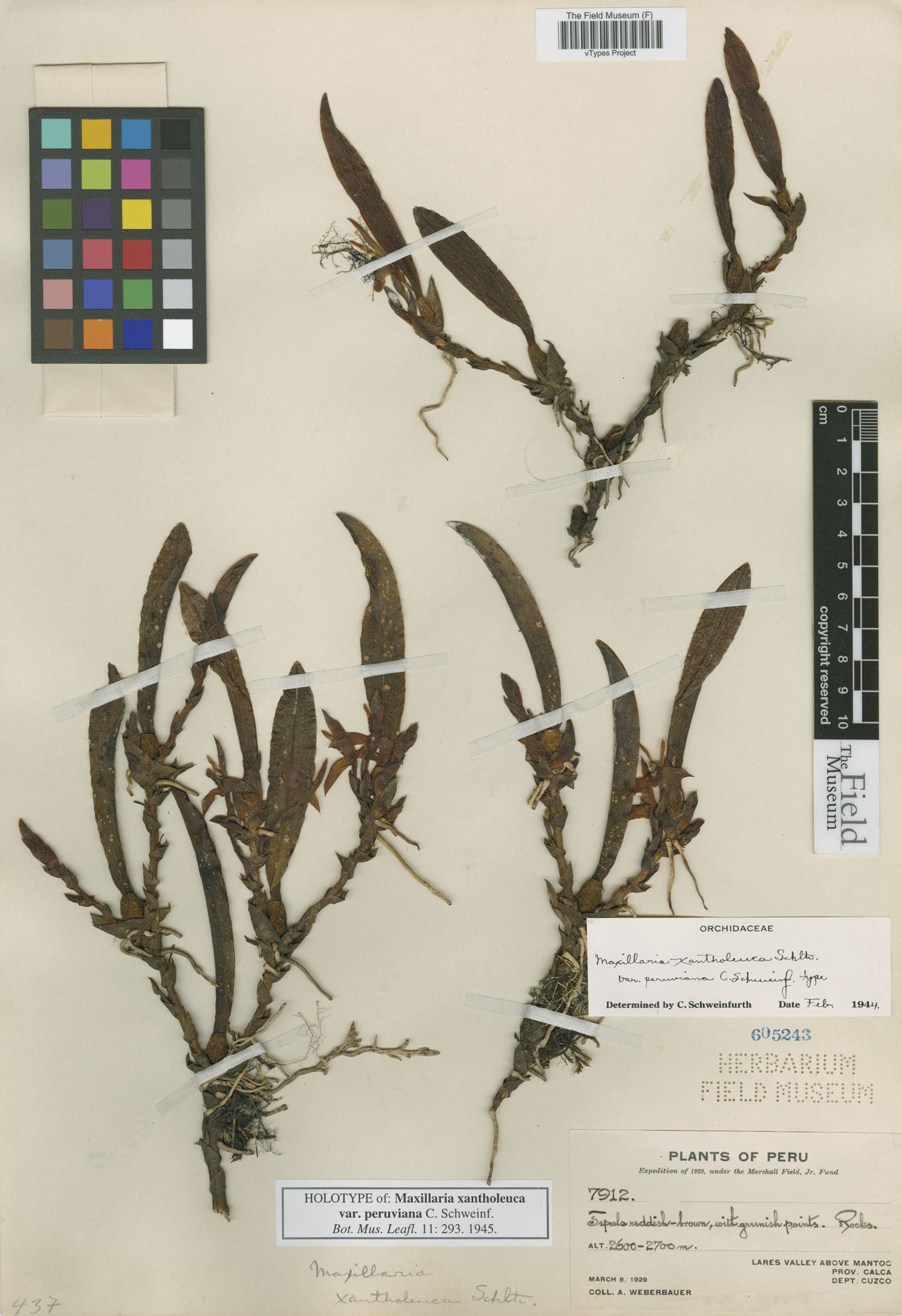 Maxillaria peruviana image