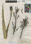 Pitcairnia puyoides image
