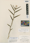 Dimerandra carnosiflora image