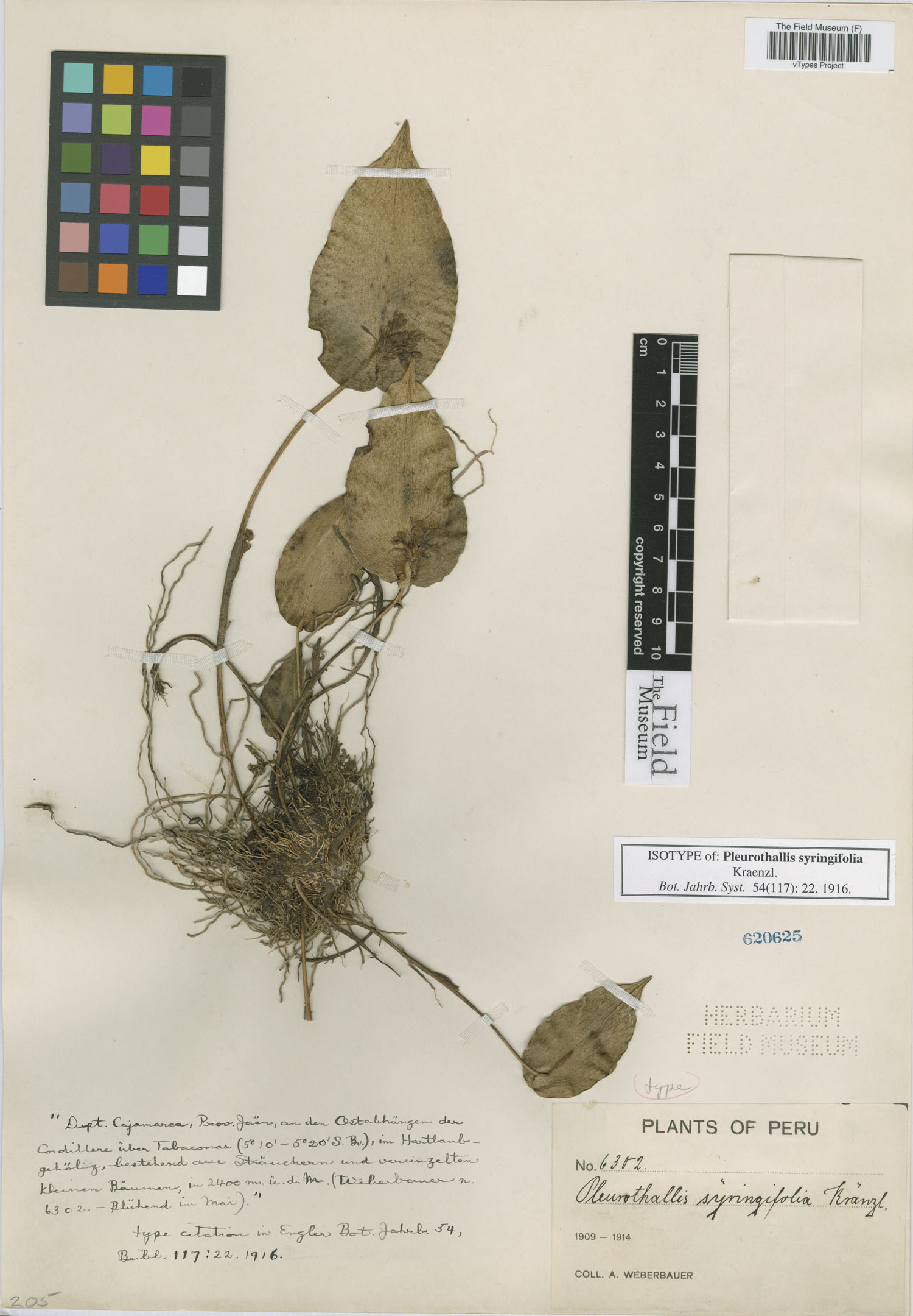 Pleurothallis syringifolia image