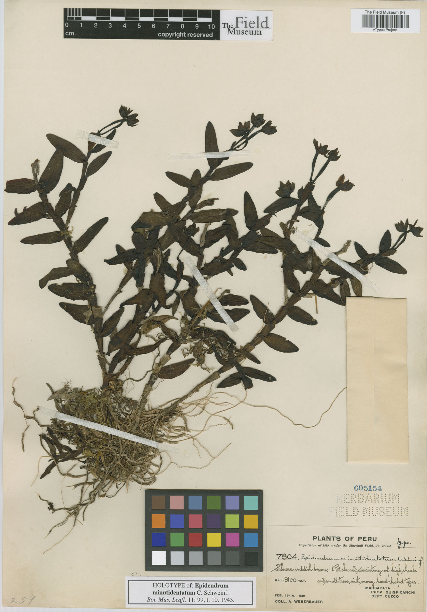 Epidendrum minutidentatum image