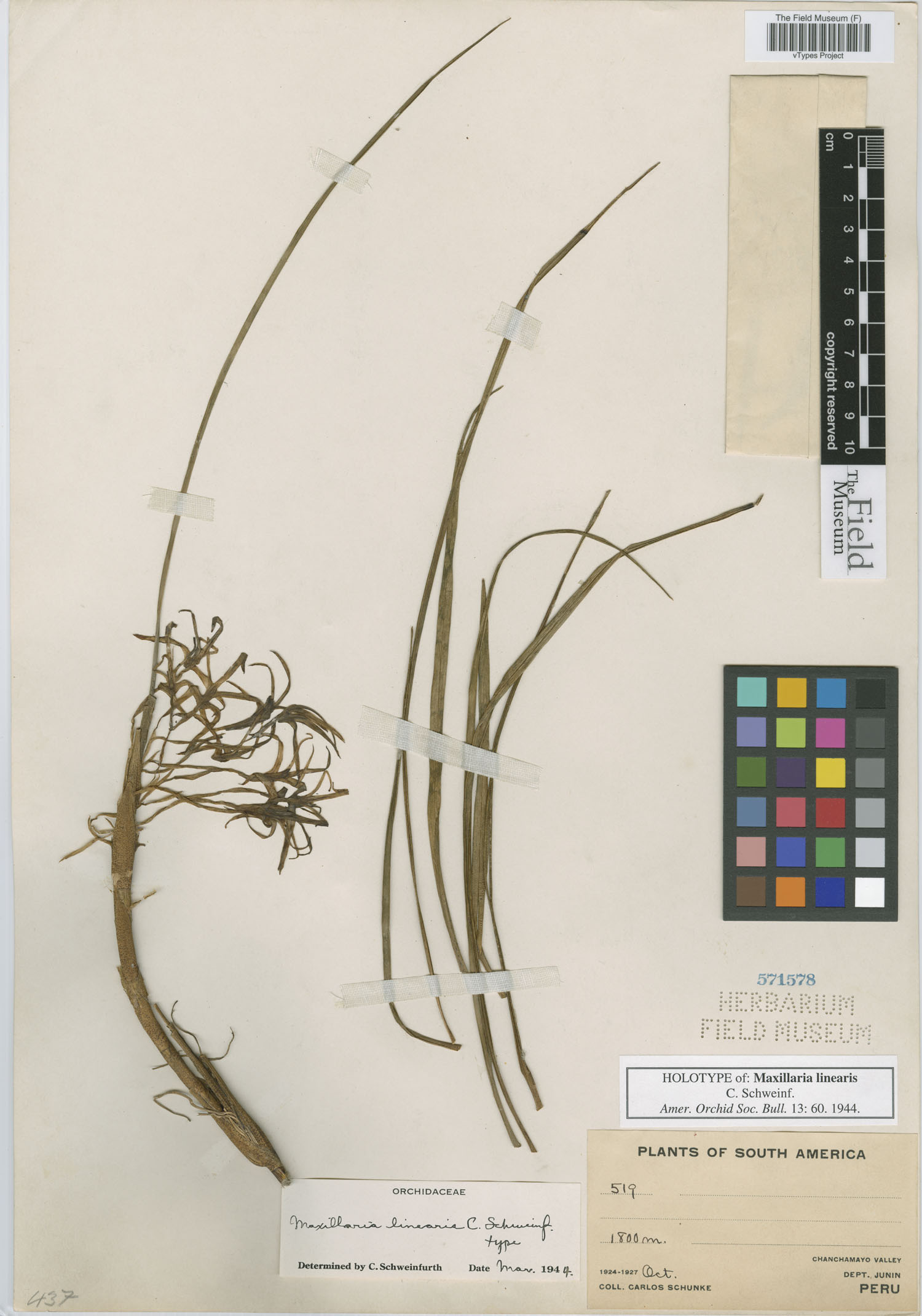 Maxillaria linearis image