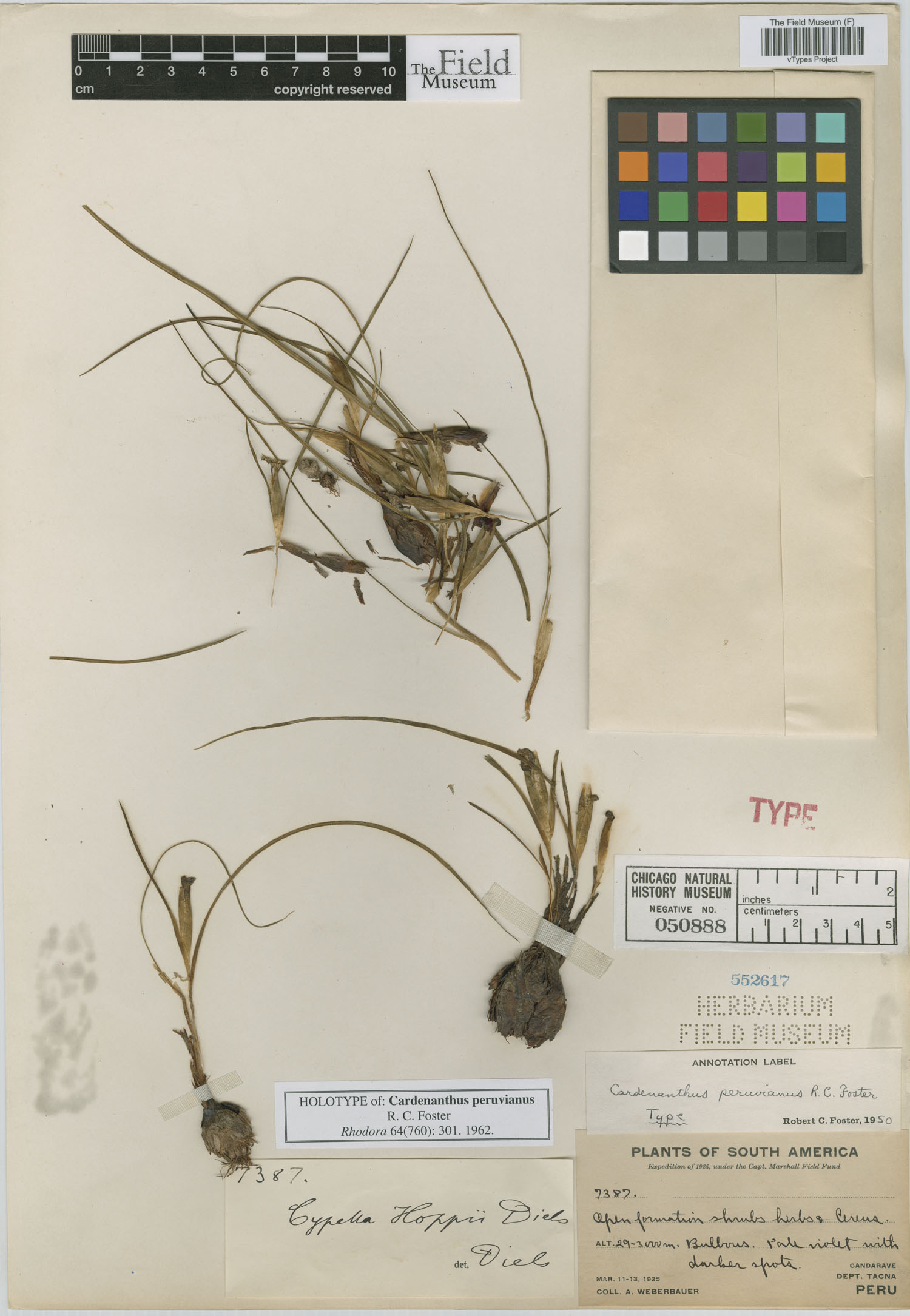 Cardenanthus peruvianus image