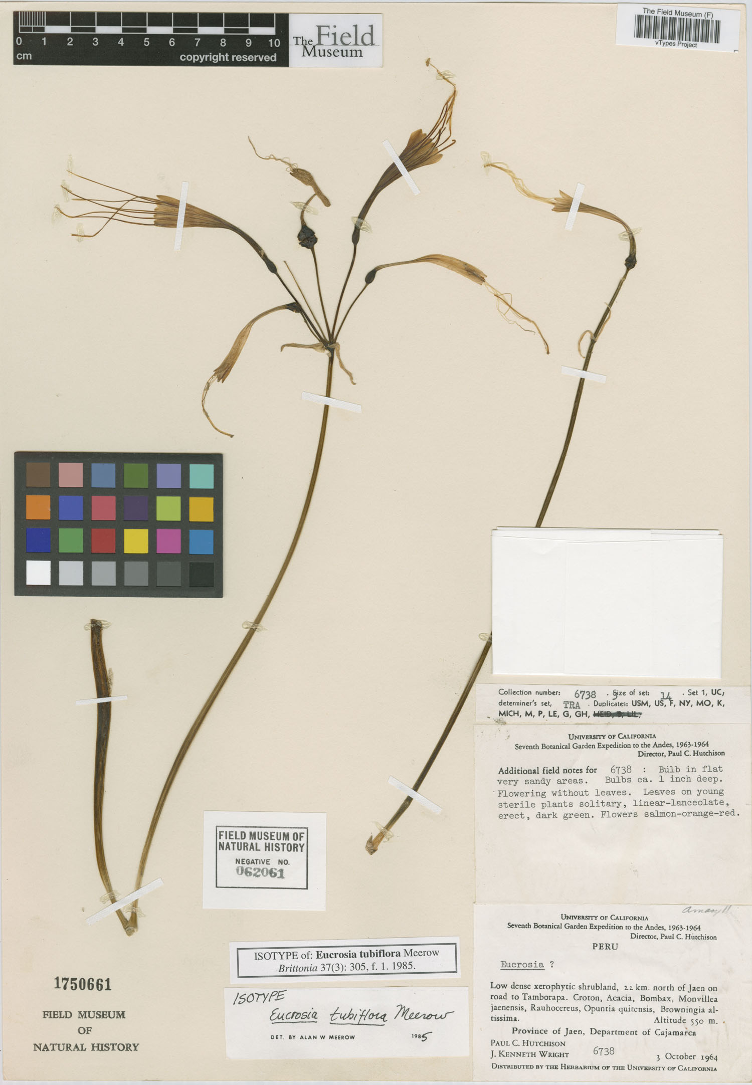 Eucrosia tubiflora image