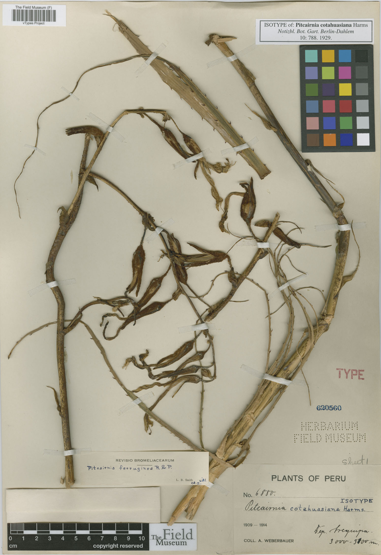 Pitcairnia cotahuasiana image