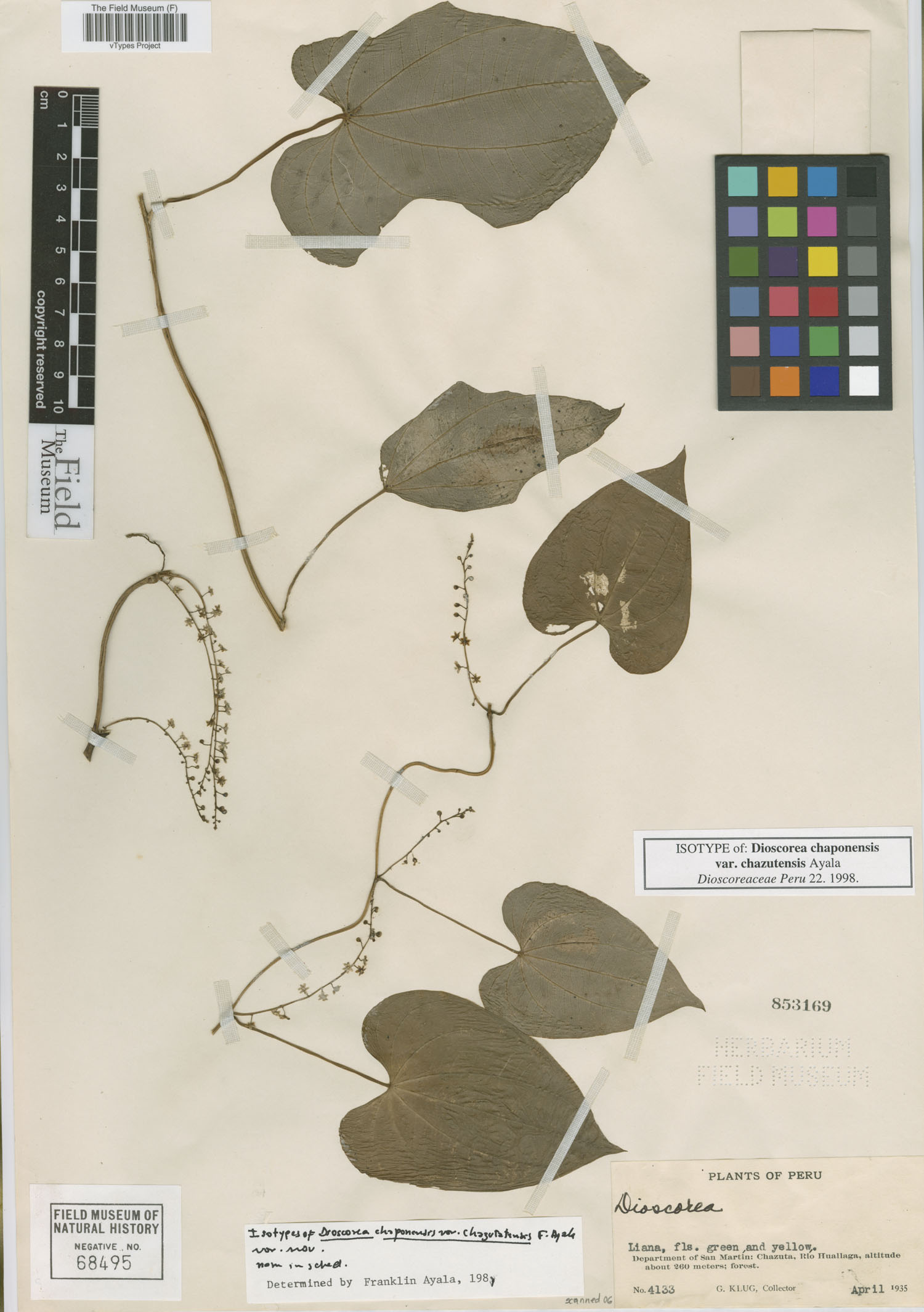 Dioscorea chaponensis var. chazutensis image