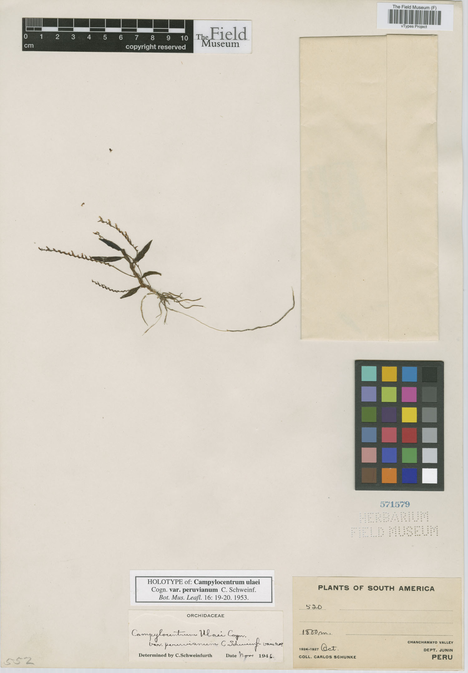 Campylocentrum ulaei var. peruvianum image