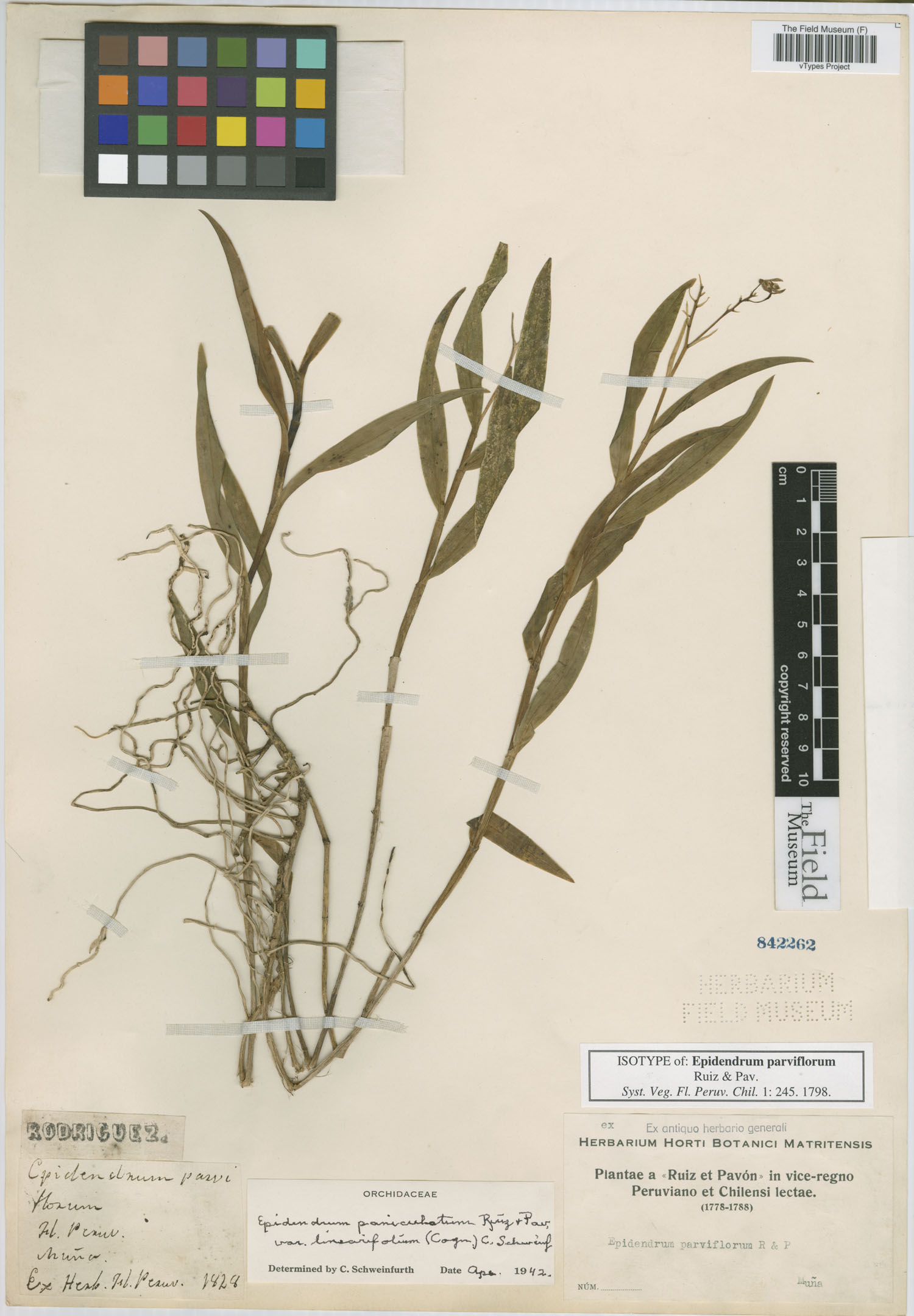 Epidendrum parviflorum image