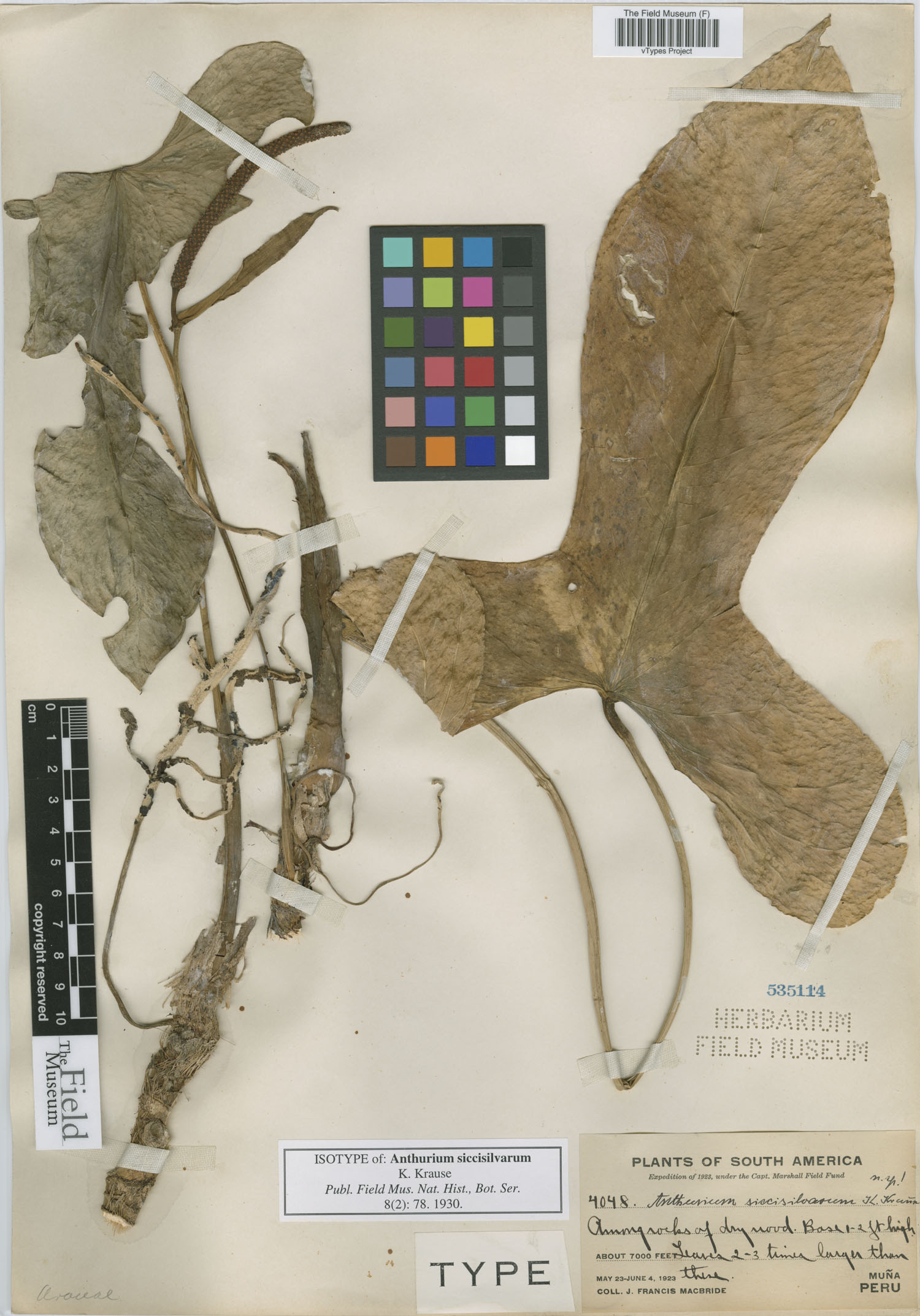 Anthurium siccisilvarum image