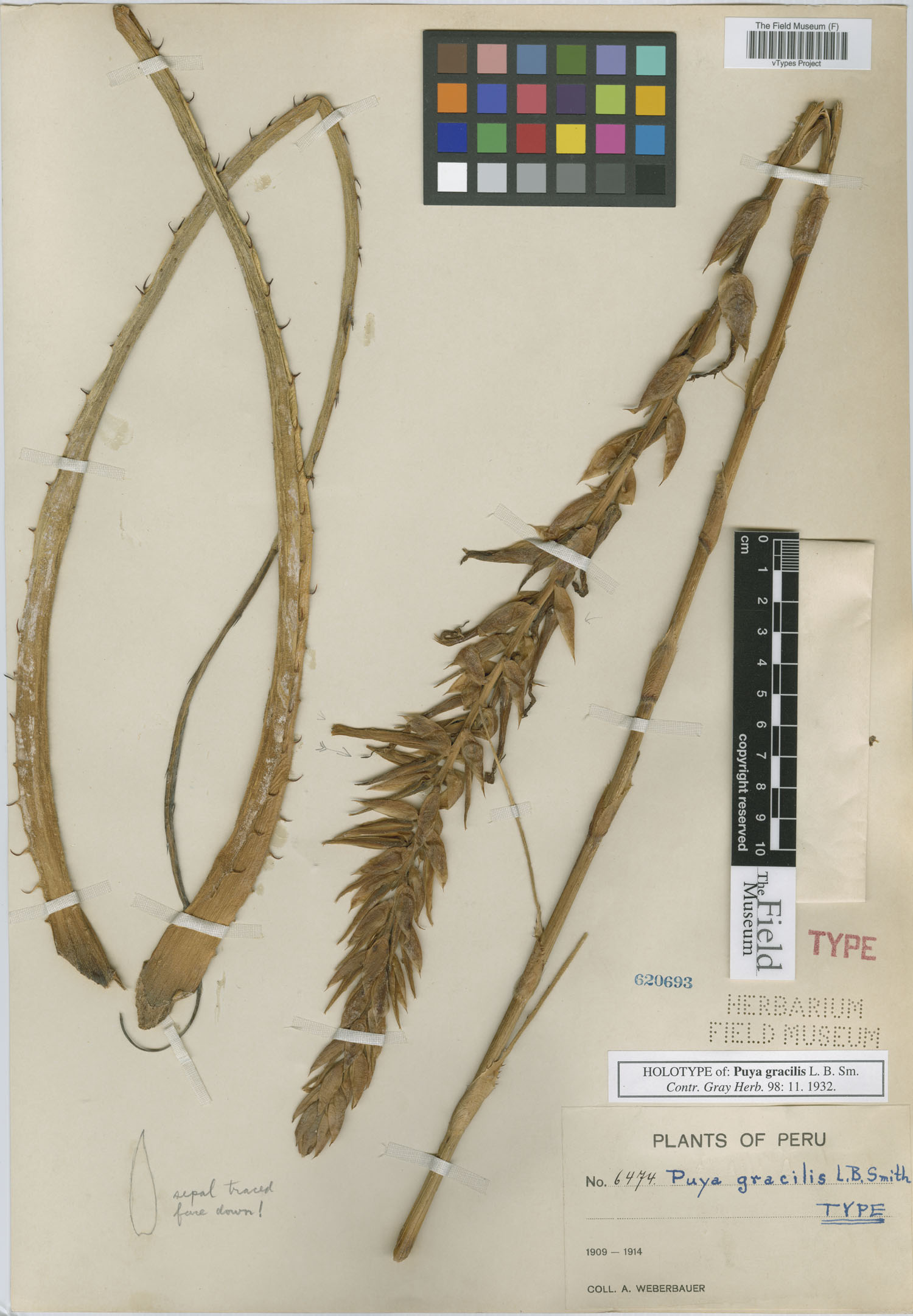 Puya gracilis image