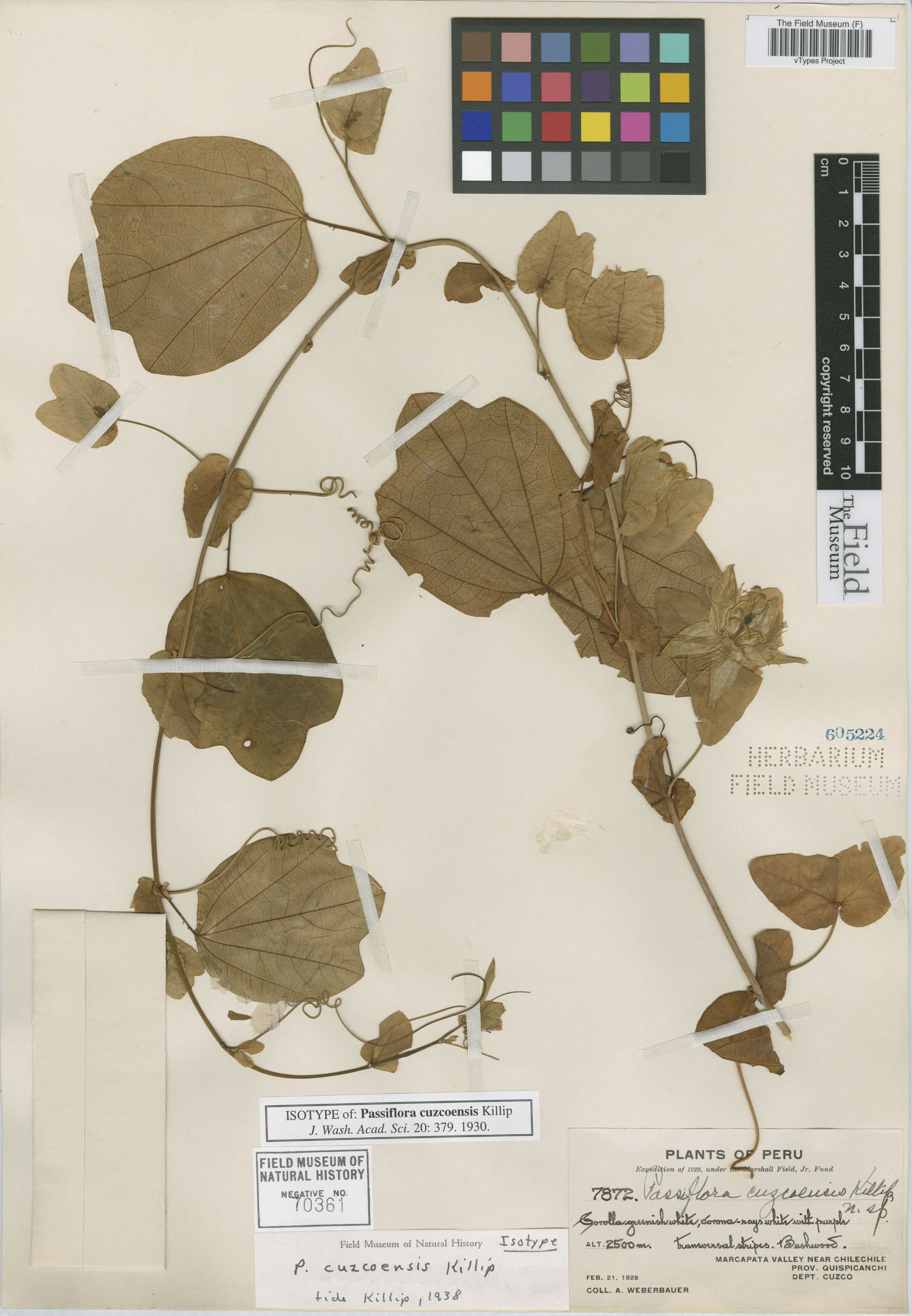 Passiflora cuzcoensis image