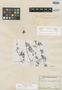 Colignonia ovalifolia image