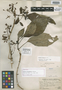 Fuchsia polyanthella image