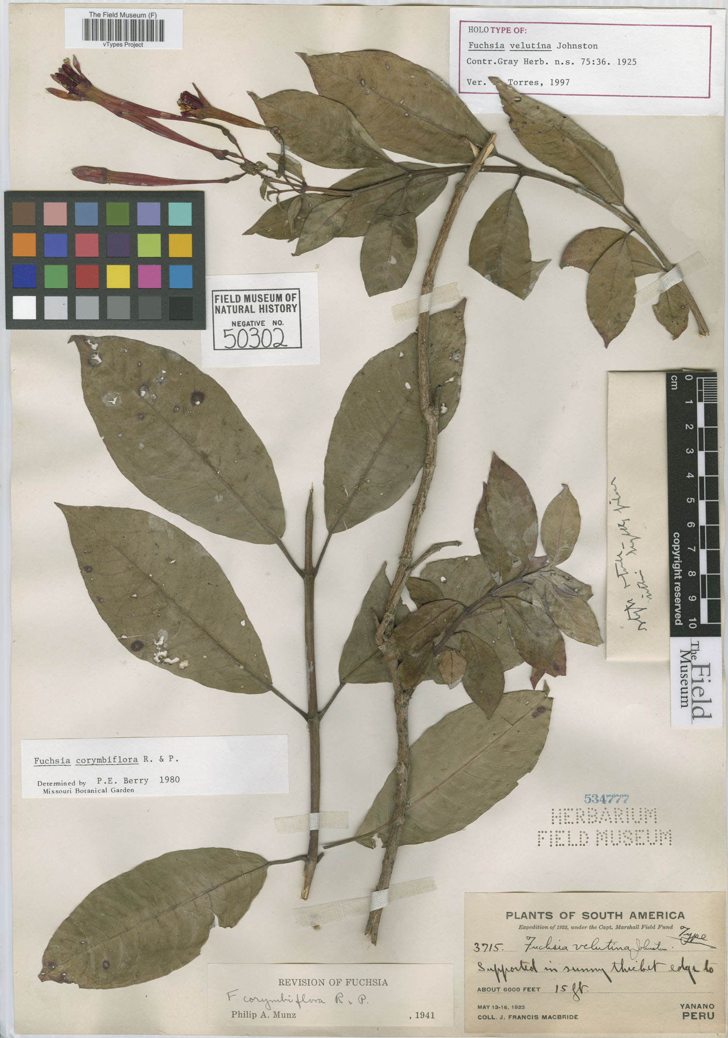 Fuchsia velutina image