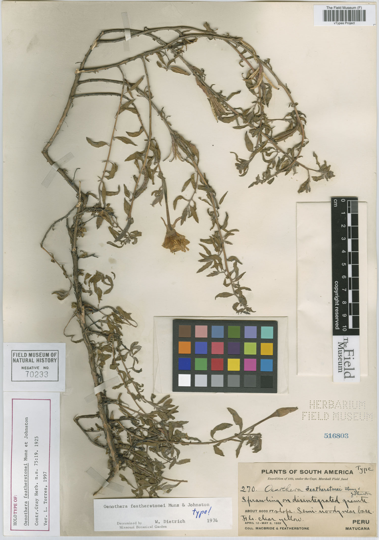 Oenothera featherstonei image