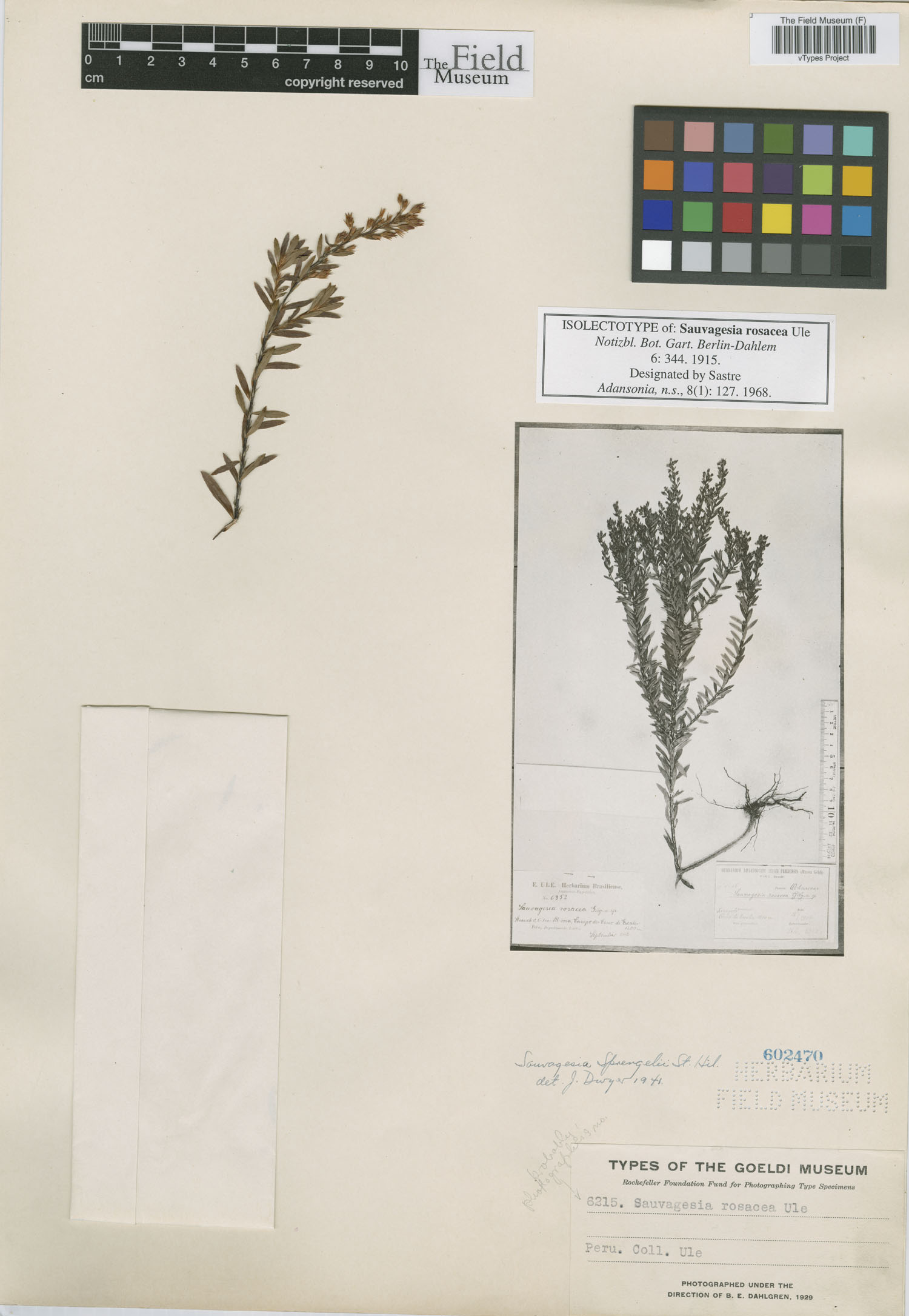 Sauvagesia rosacea image