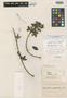 Tacsonia parvifolia image