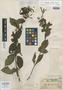 Fuchsia cestroides image