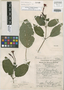 Fuchsia vargasiana image