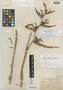 Heliconia zebrina image