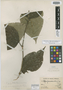Piper parvicordulatum image