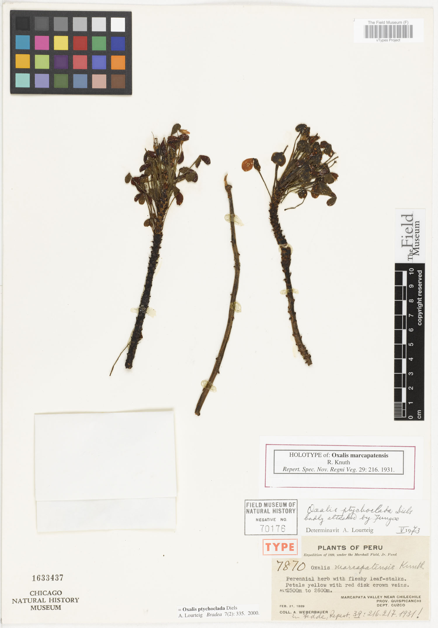 Oxalis marcapatensis image