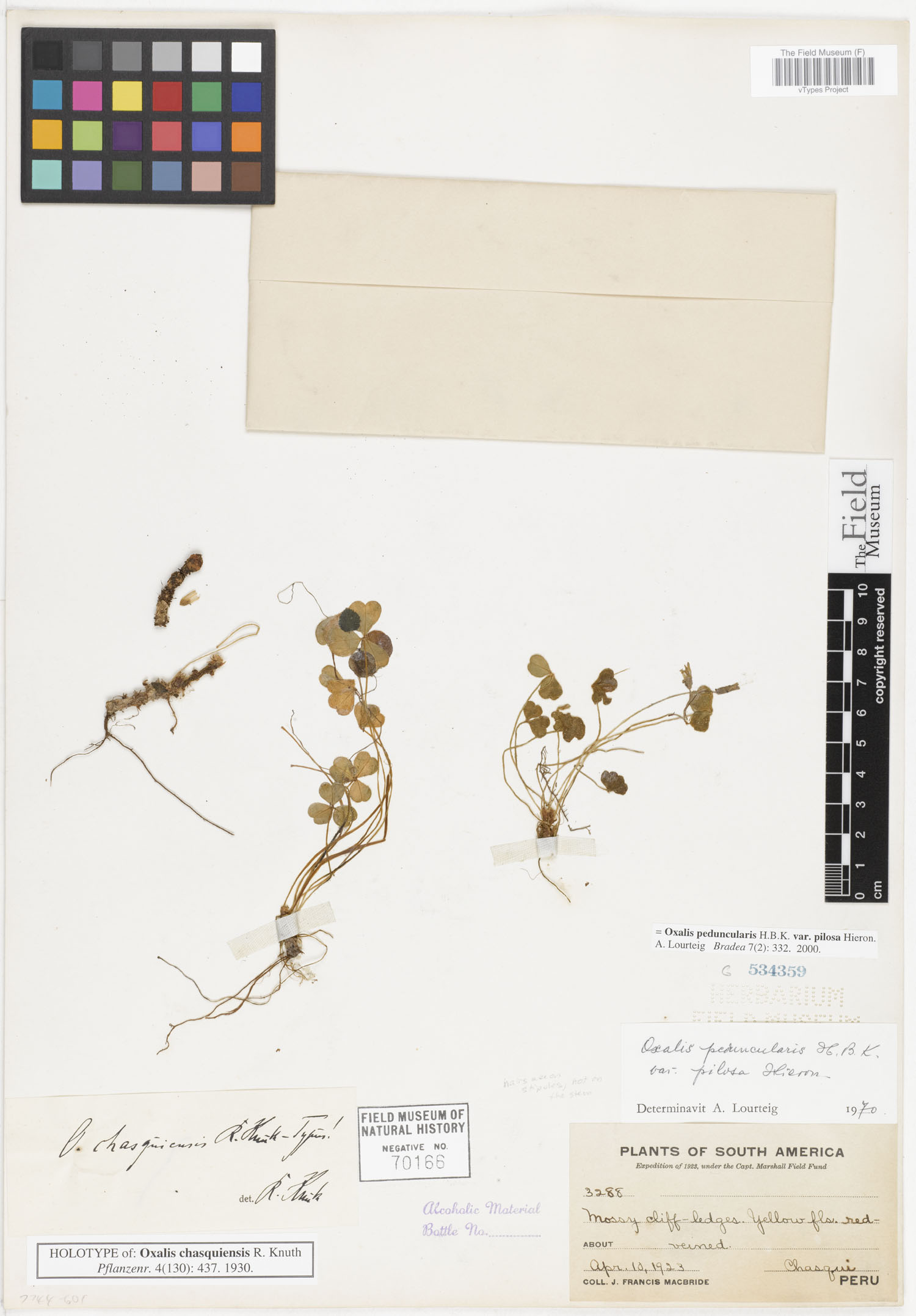 Oxalis chasquiensis image