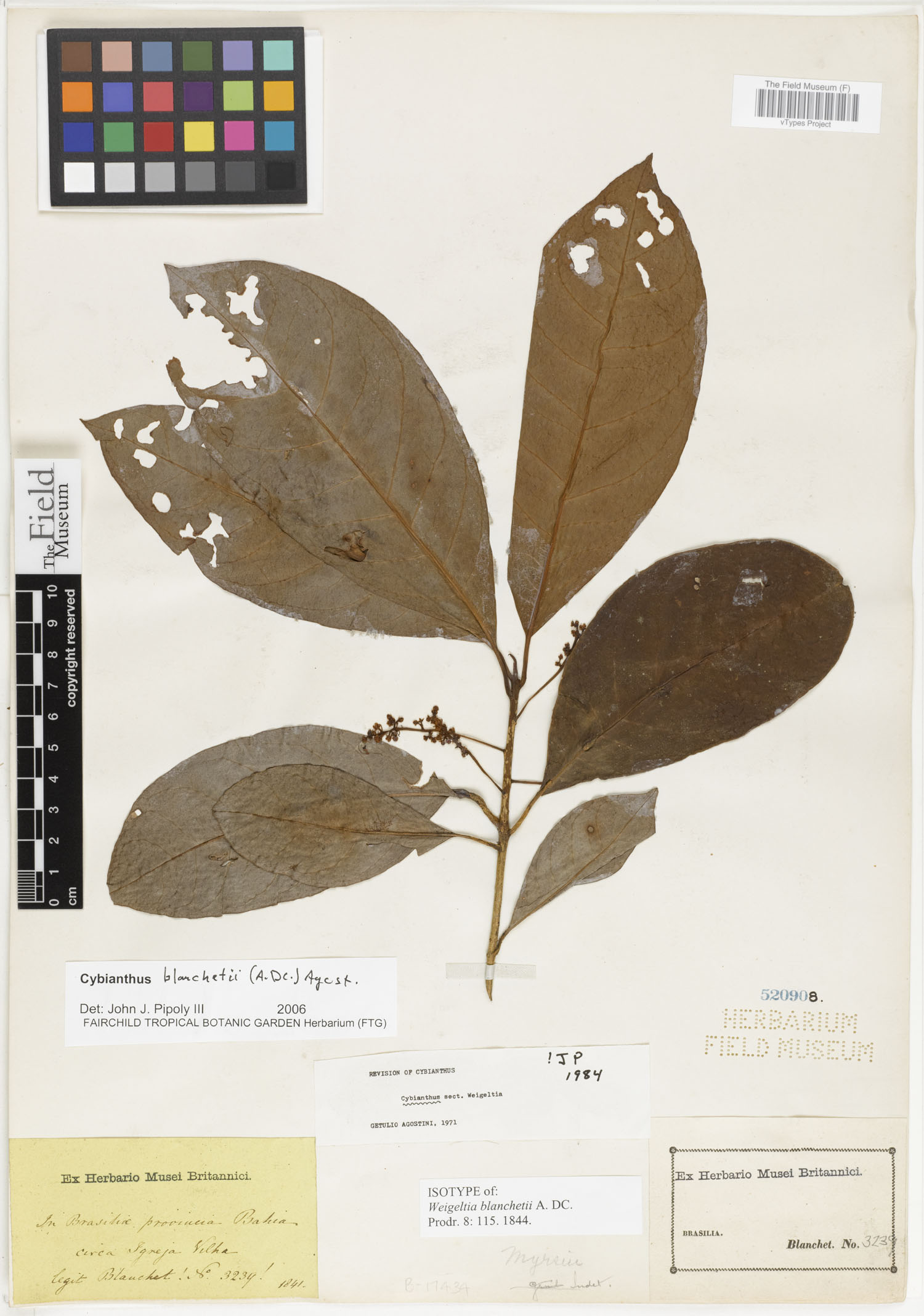 Cybianthus blanchetii image