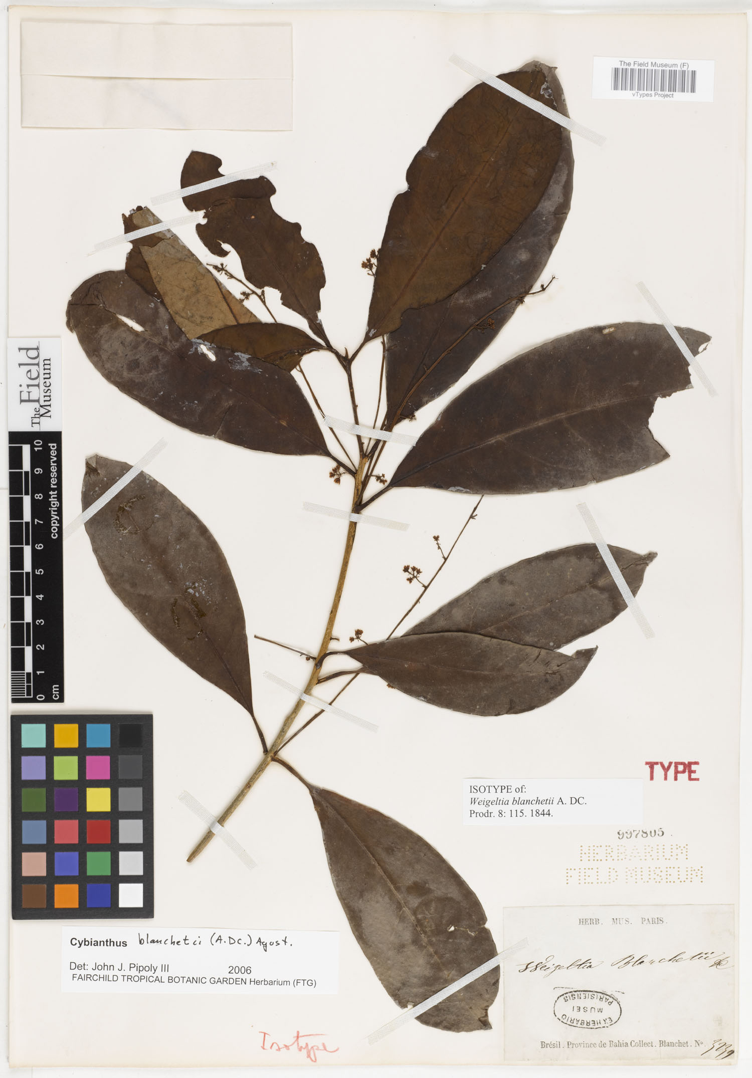 Cybianthus blanchetii image