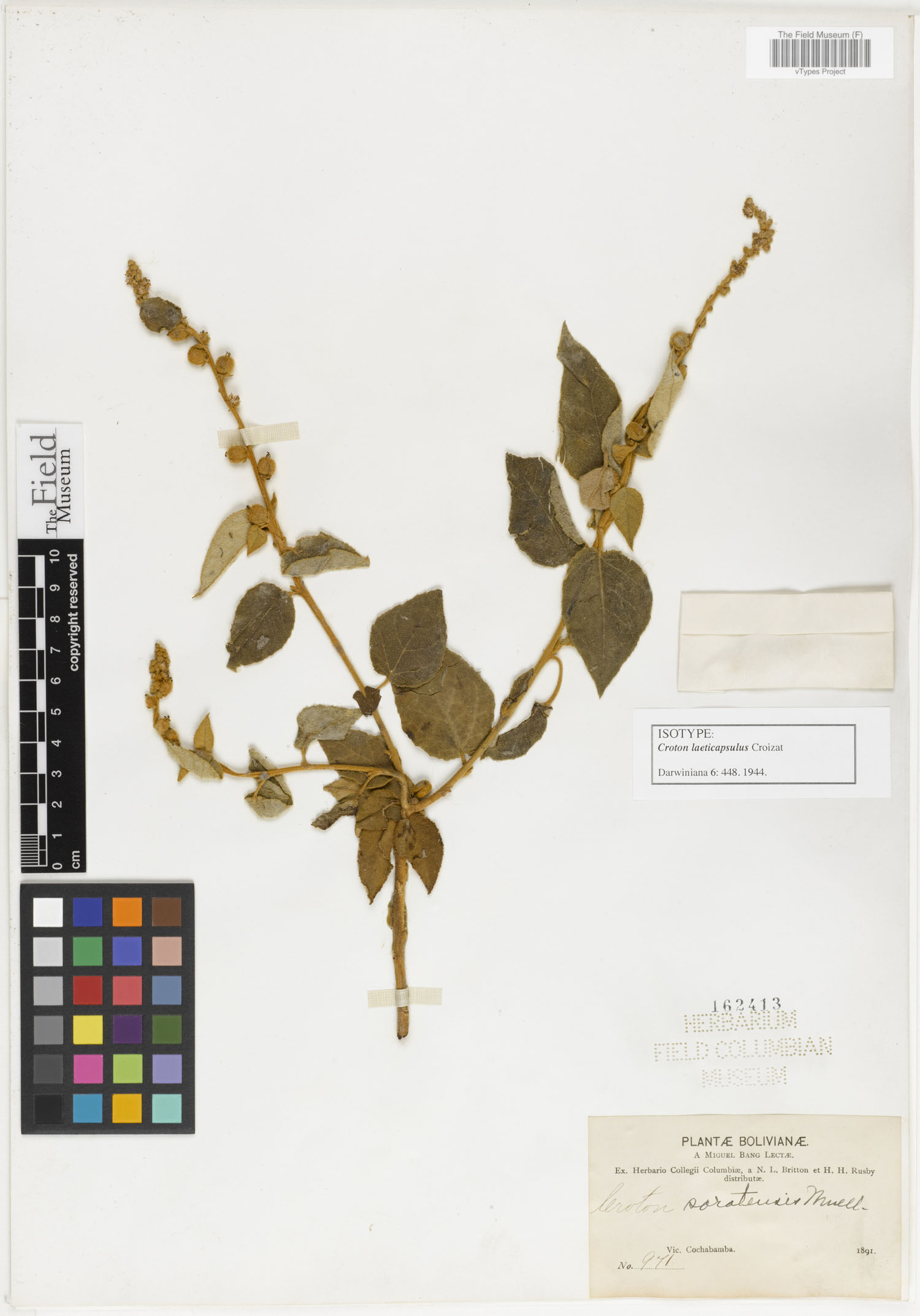 Croton laeticapsulus image