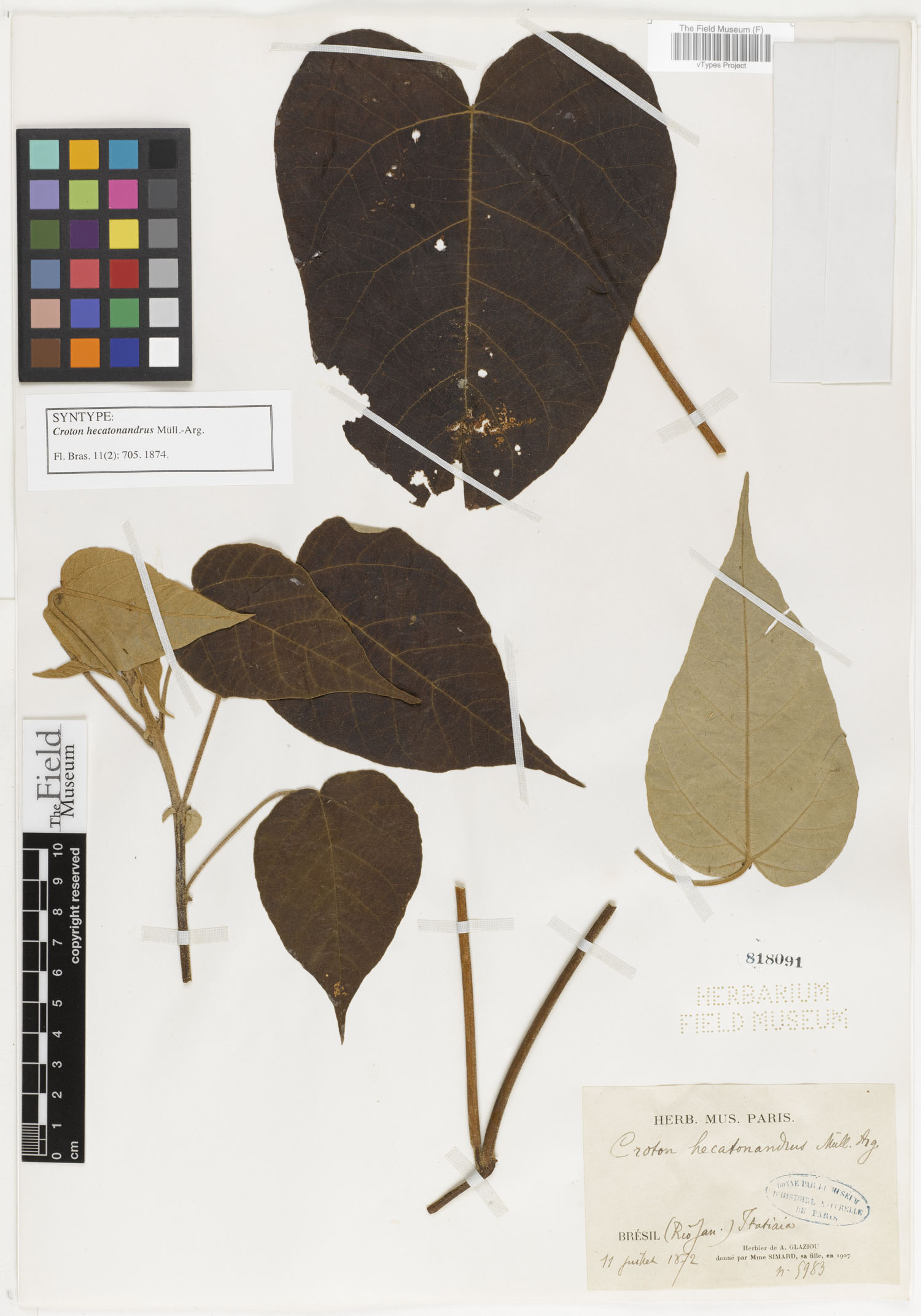 Croton hecatonandrus image