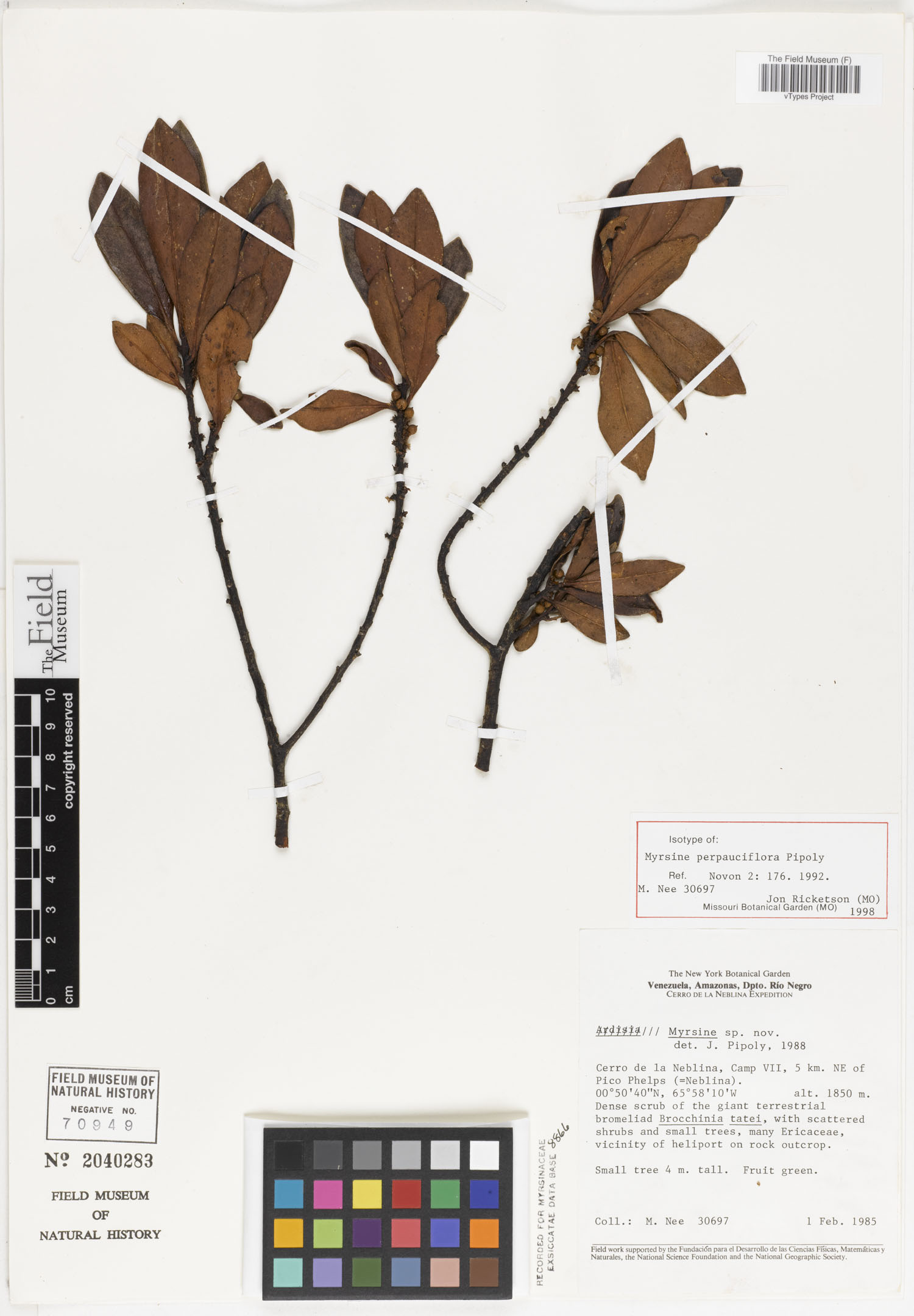 Myrsine perpauciflora image
