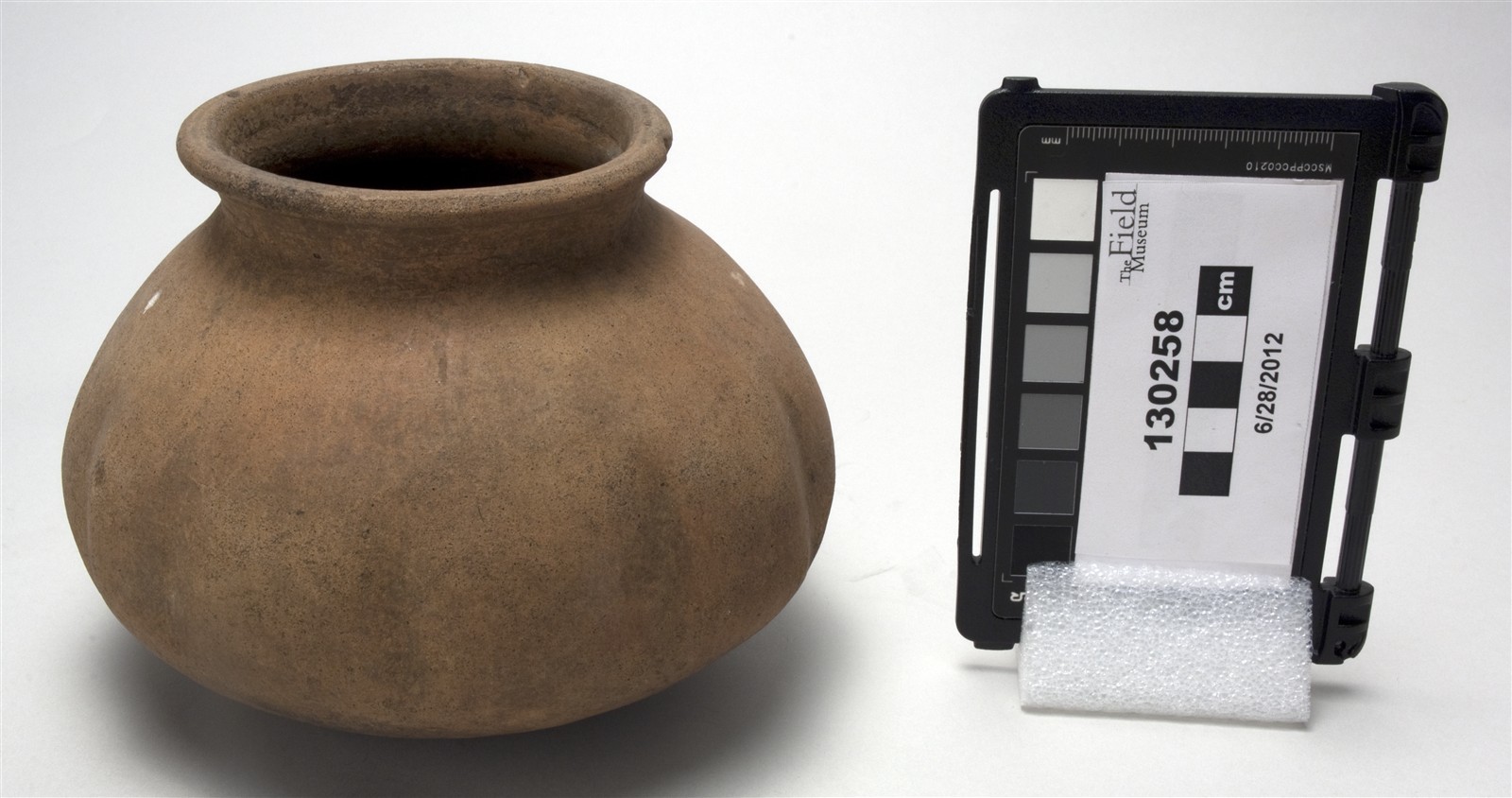 side (c) Field Museum of Natural History - CC BY-NC 4.0