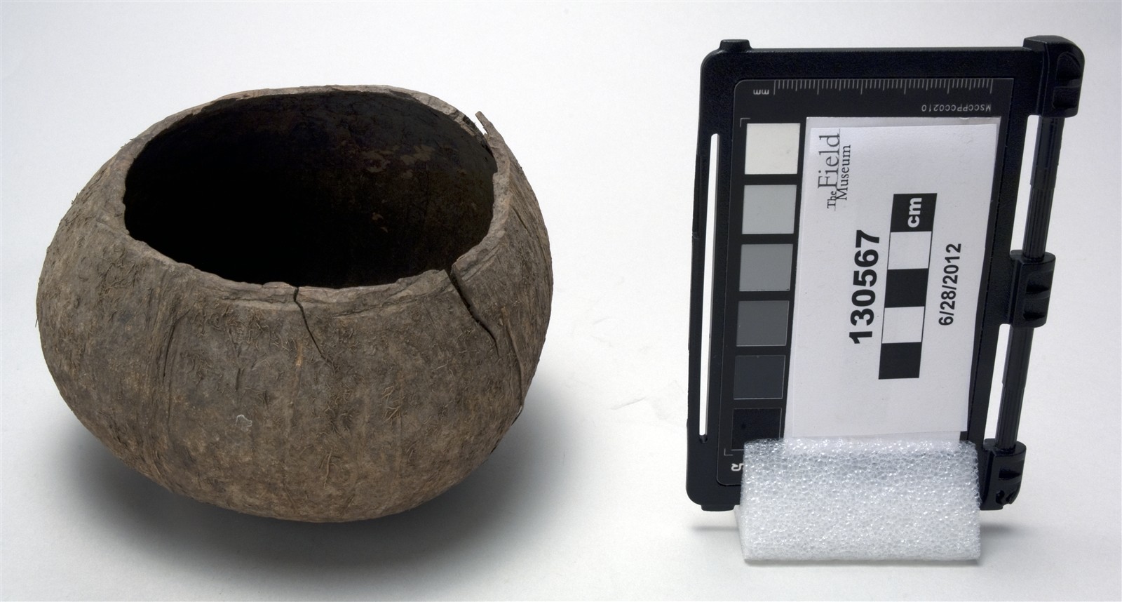 side (c) Field Museum of Natural History - CC BY-NC 4.0