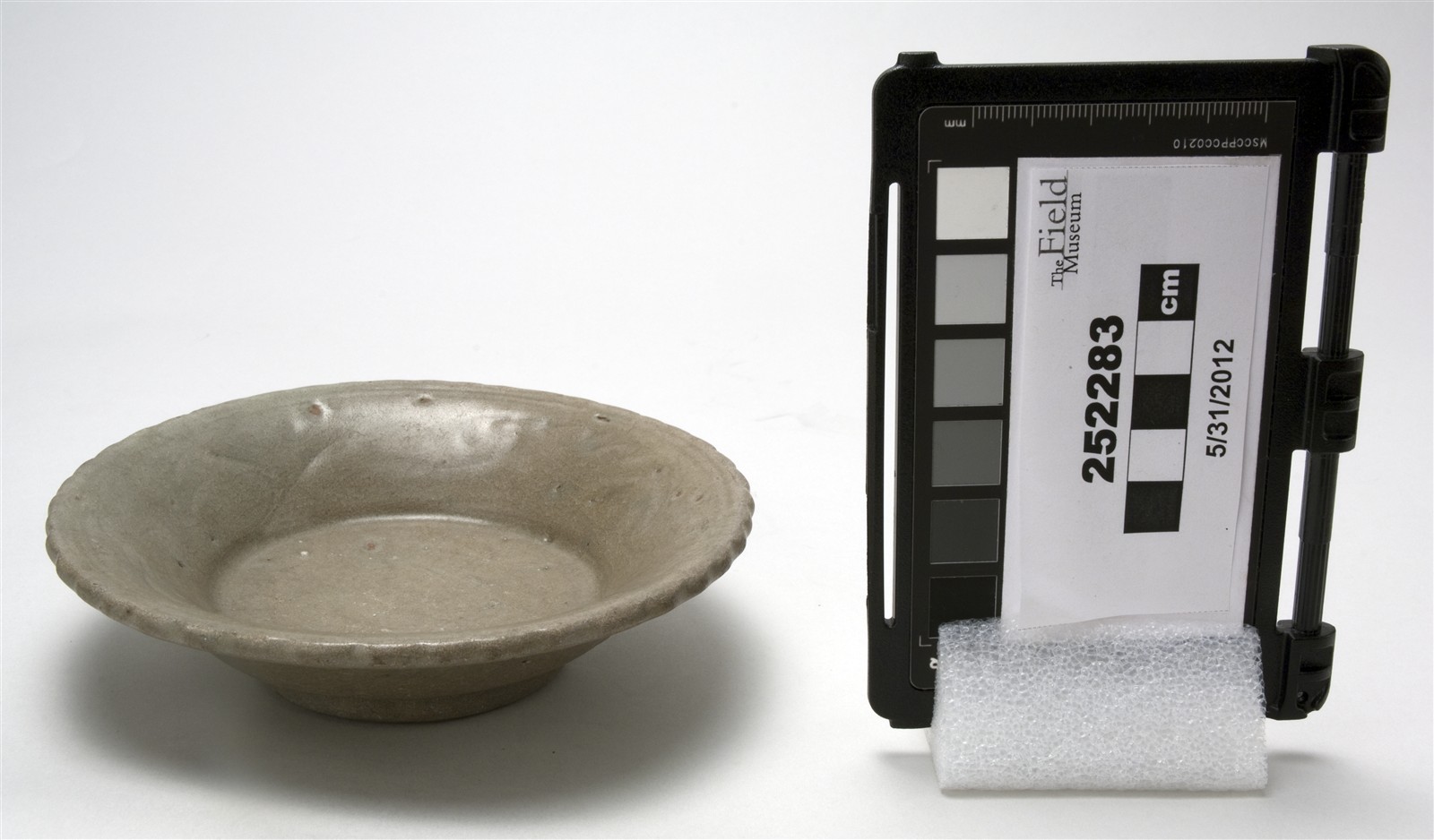 side (c) Field Museum of Natural History - CC BY-NC 4.0