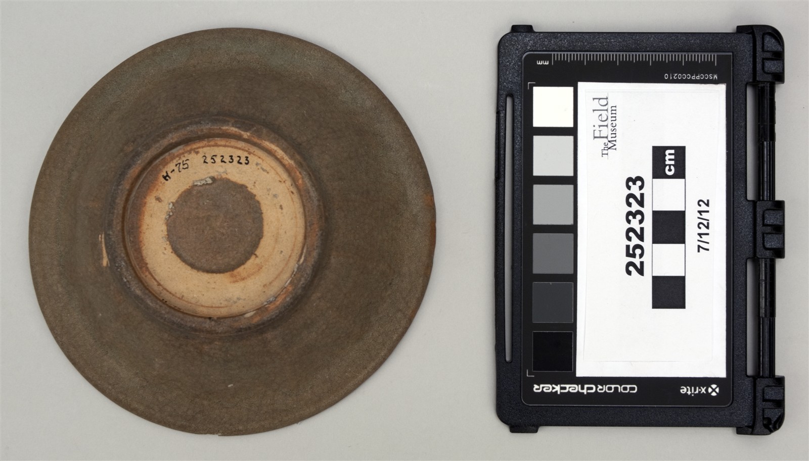 bottom (c) Field Museum of Natural History - CC BY-NC 4.0