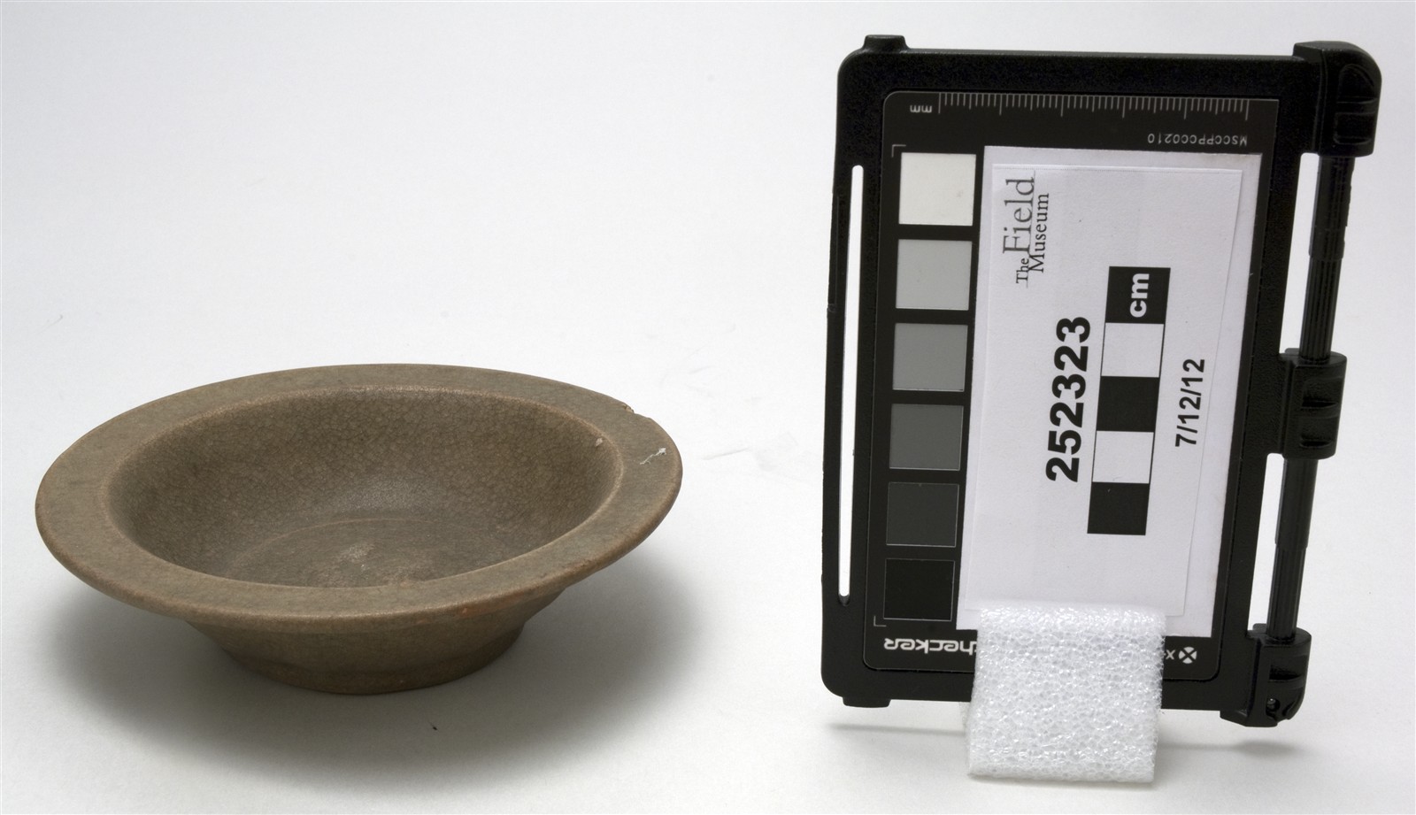 side (c) Field Museum of Natural History - CC BY-NC 4.0