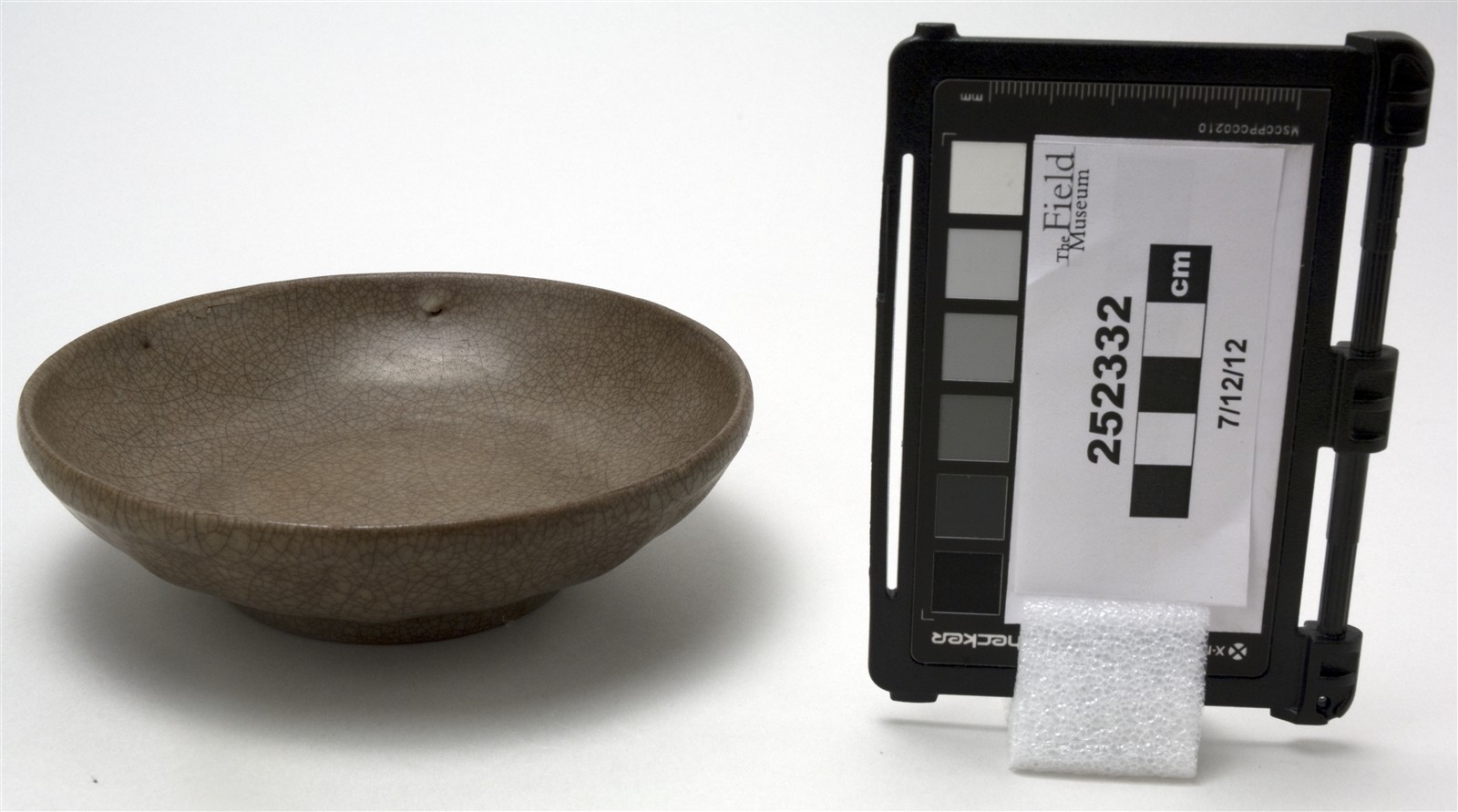 side (c) Field Museum of Natural History - CC BY-NC 4.0