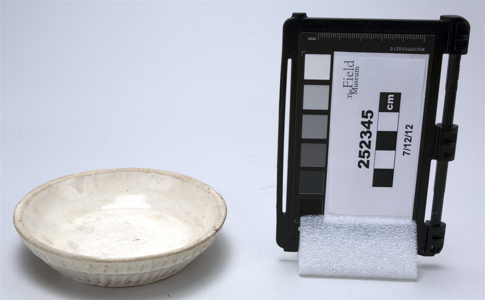 side (c) Field Museum of Natural History - CC BY-NC 4.0