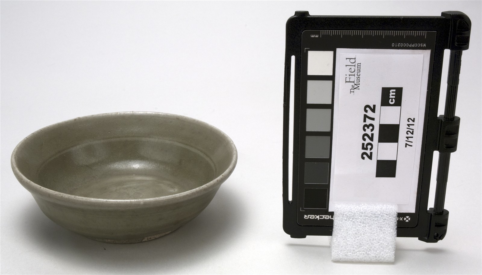 side (c) Field Museum of Natural History - CC BY-NC 4.0