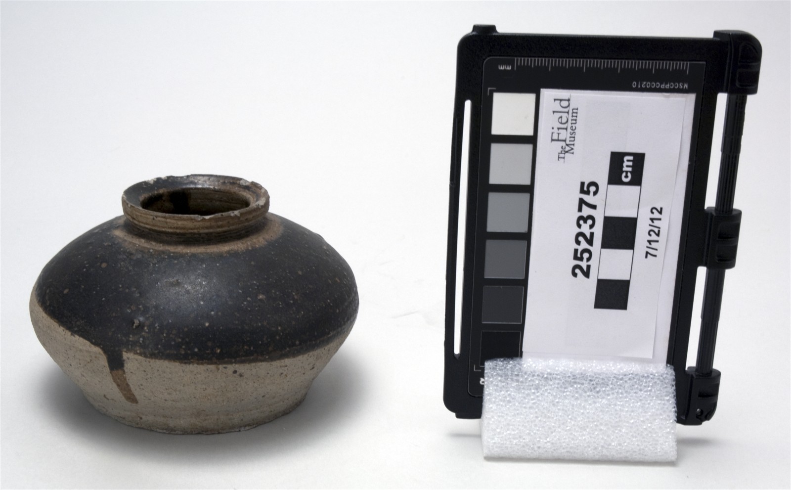 side (c) Field Museum of Natural History - CC BY-NC 4.0