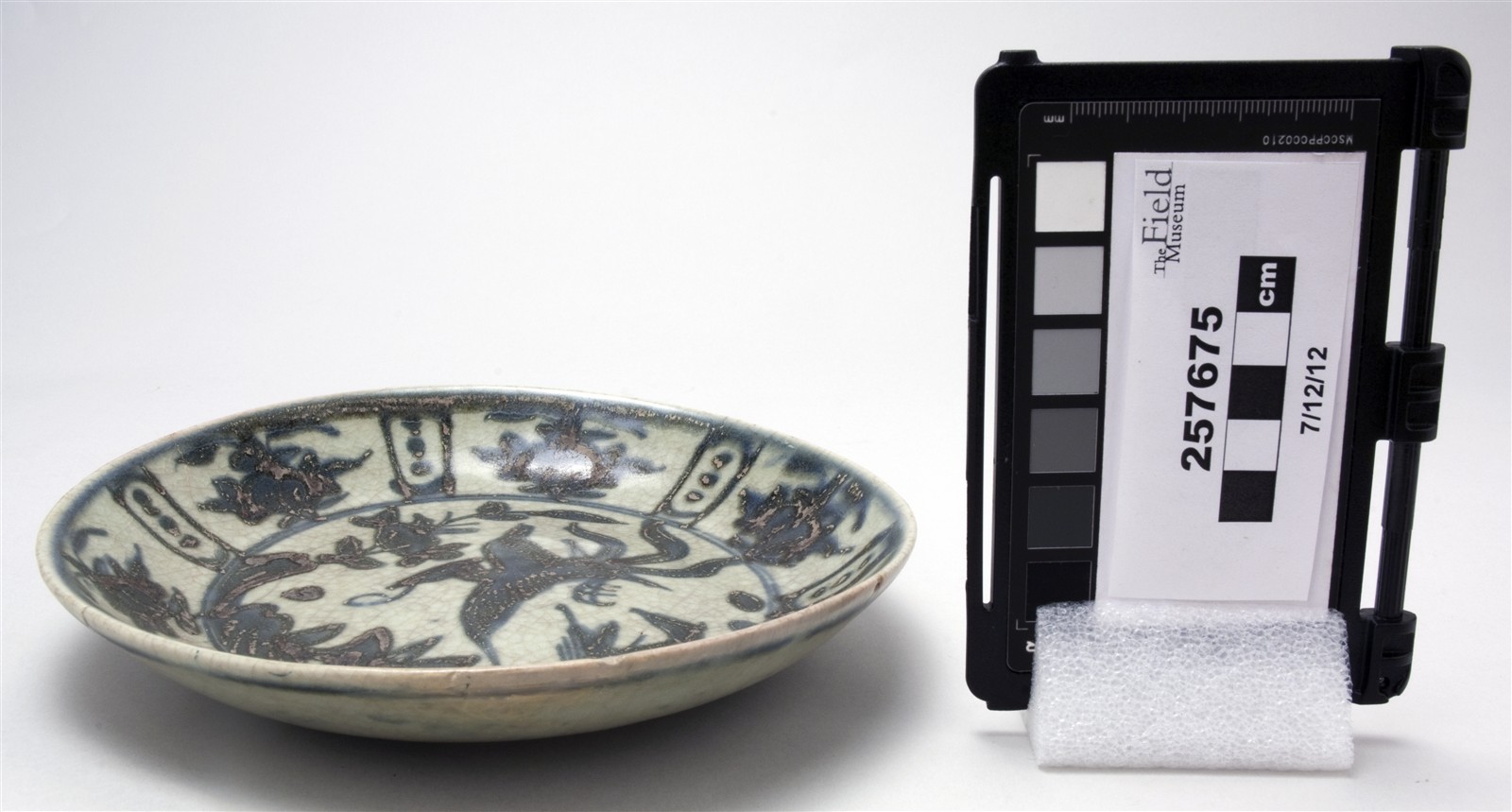 side (c) Field Museum of Natural History - CC BY-NC 4.0