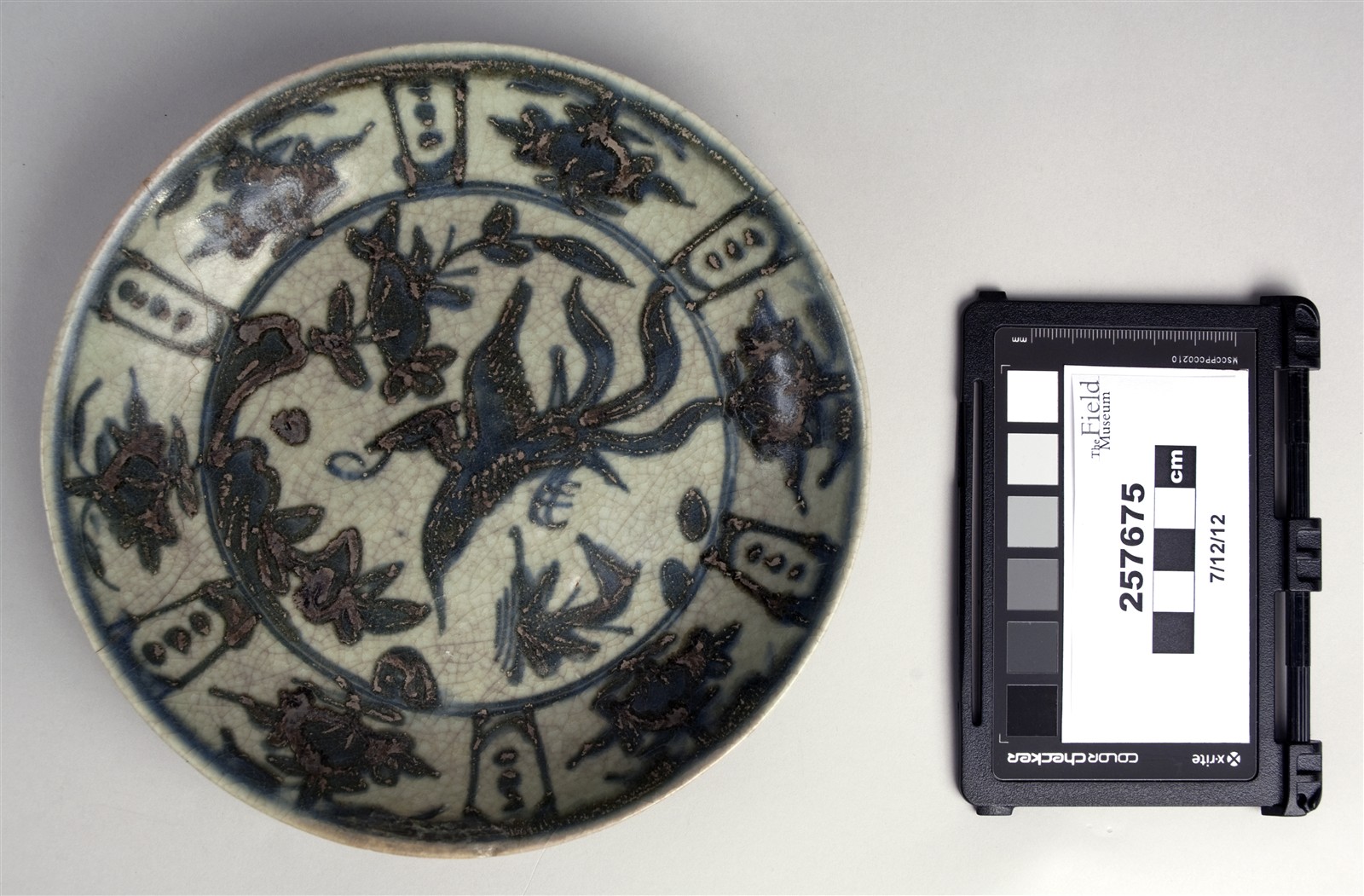 top (c) Field Museum of Natural History - CC BY-NC 4.0