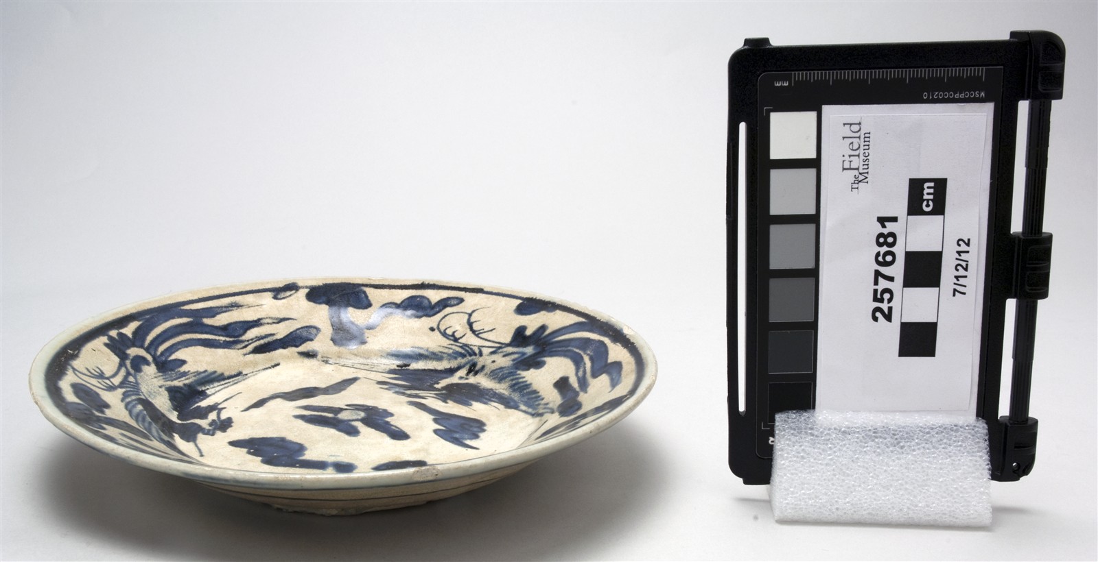 side (c) Field Museum of Natural History - CC BY-NC 4.0