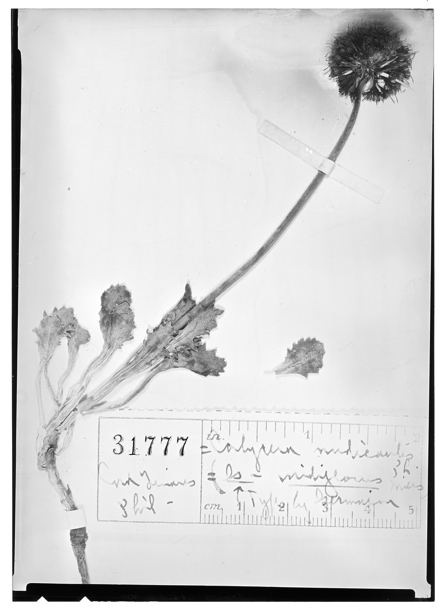 Calycera herbacea var. viridiflora image