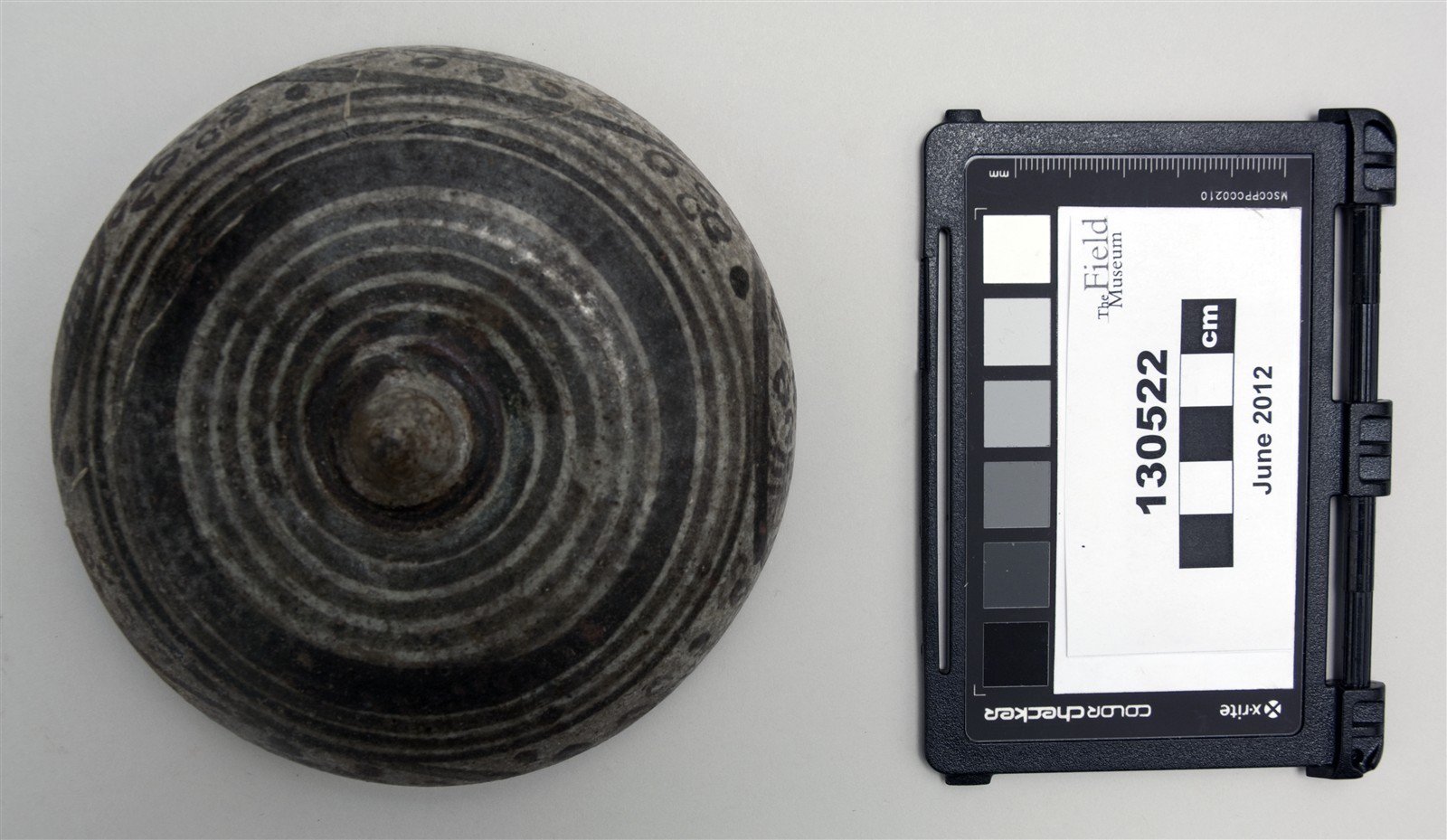 lid top (c) Field Museum of Natural History - CC BY-NC 4.0