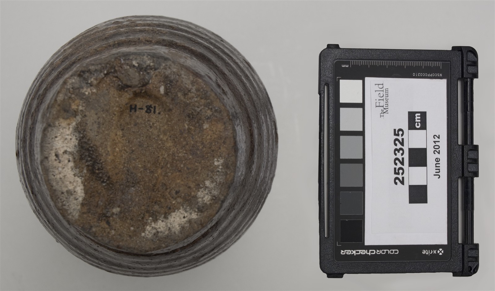 bottom (c) Field Museum of Natural History - CC BY-NC 4.0