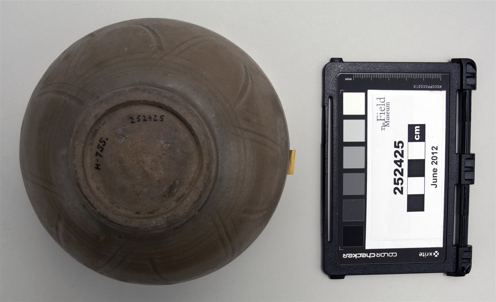 bottom (c) Field Museum of Natural History - CC BY-NC 4.0