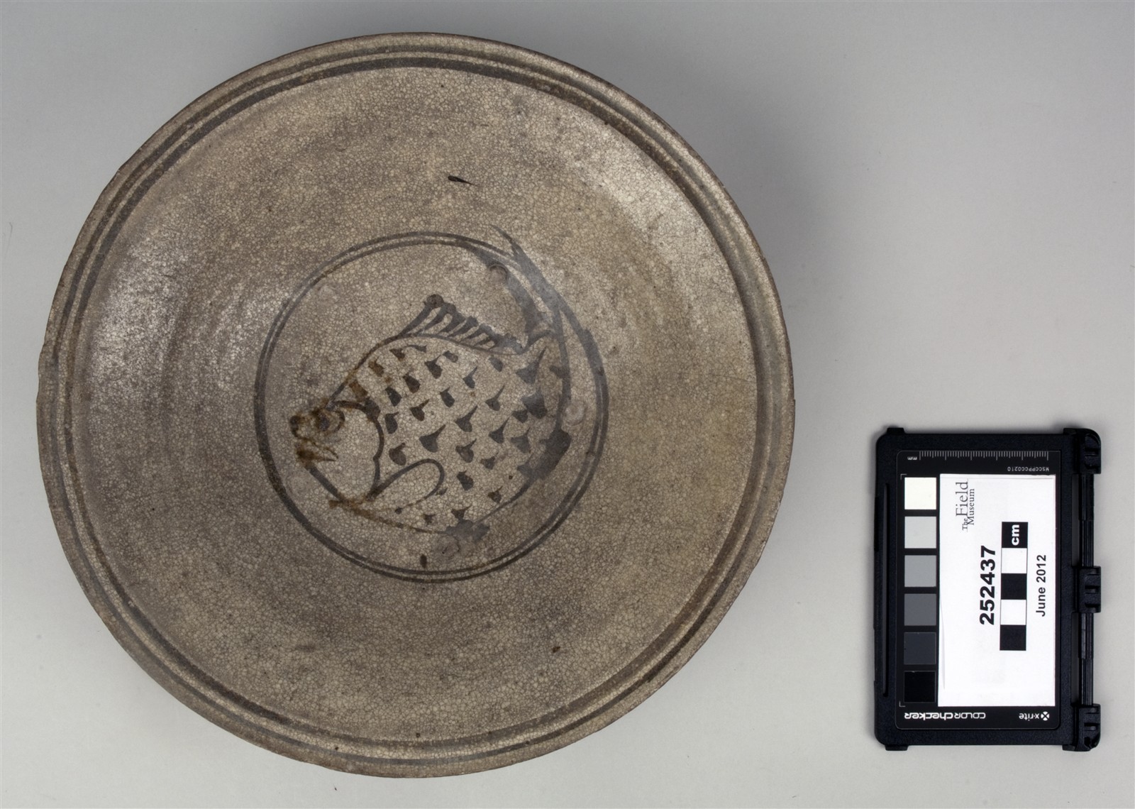 top (c) Field Museum of Natural History - CC BY-NC 4.0